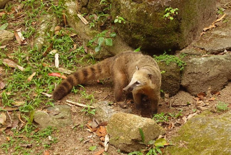 Imagem de animal silvestre na Floresta da Tijuca